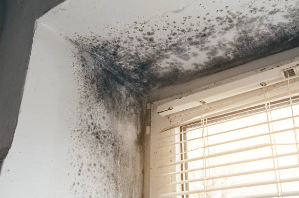 Affordable Attic Mold Remediation solutions in Morrisdale, PA